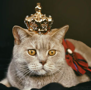 Meet your Posher, Annie